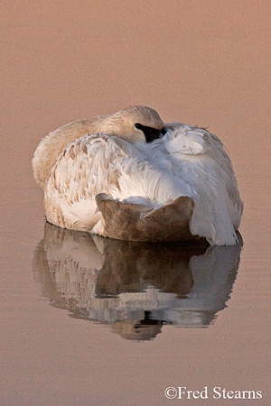 Yellowstone NP Trumpeter Swan